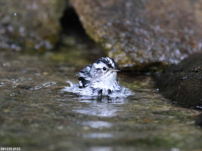 BAWW-DQ_Black-and-white-Warbler