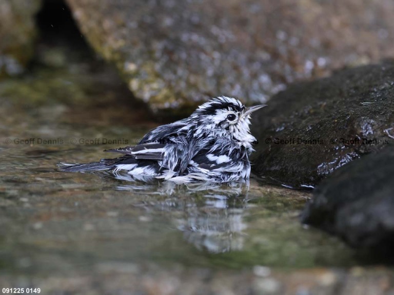 BAWW-DR_Black-and-white-Warbler