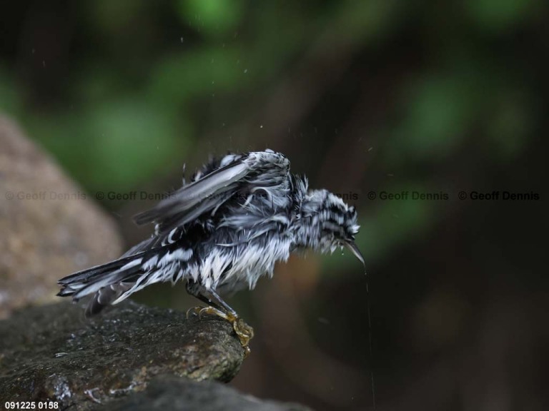 BAWW-DS_Black-and-white-Warbler