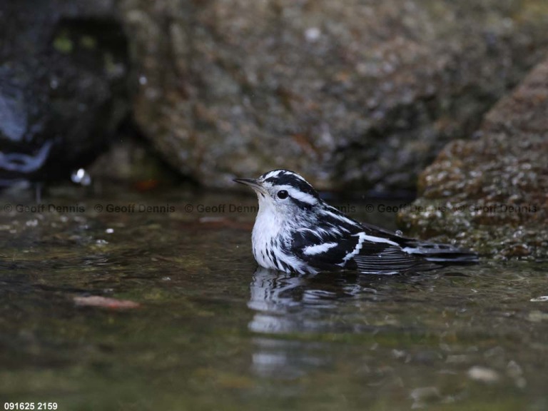 BAWW-DT_Black-and-white-Warbler