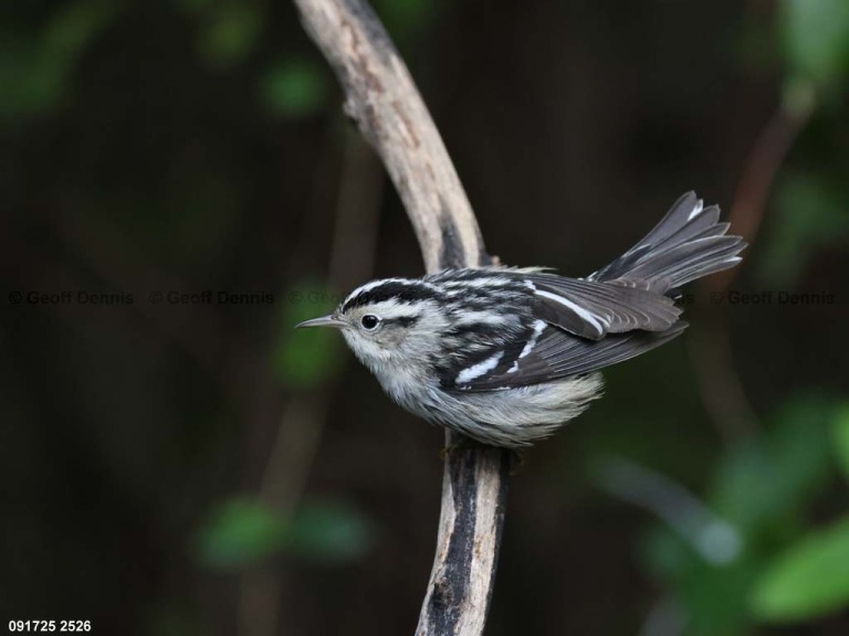 BAWW-DU_Black-and-white-Warbler