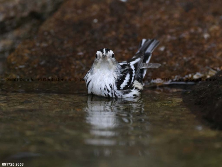 BAWW-DV_Black-and-white-Warbler