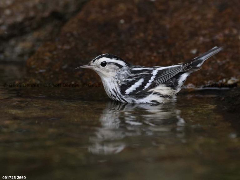 BAWW-DX_Black-and-white-Warbler