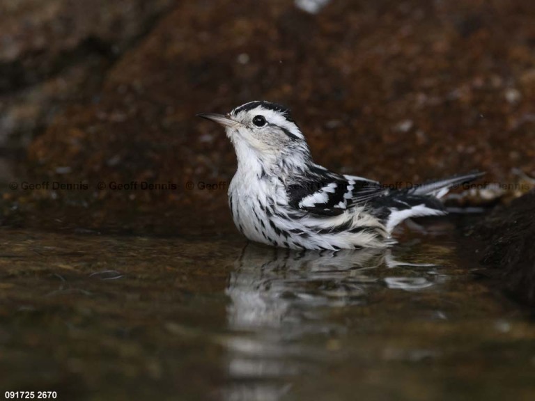 BAWW-DY_Black-and-white-Warbler