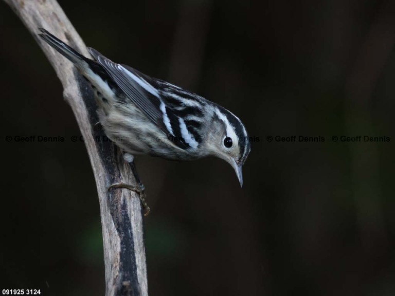 BAWW-DZ_Black-and-white-Warbler
