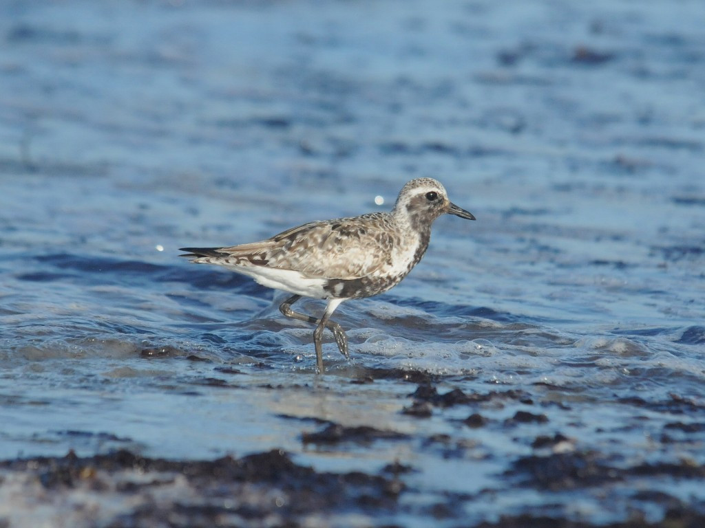 BBPL-AA_Black-bellied-Plover