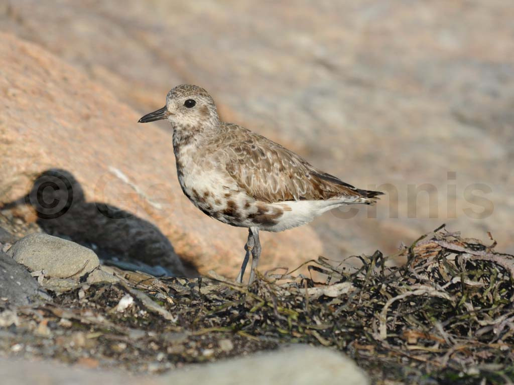 BBPL-AB_Black-bellied-Plover