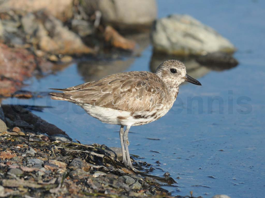 BBPL-AC_Black-bellied-Plover