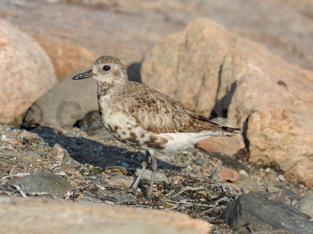 BBPL-AD_Black-bellied-Plover