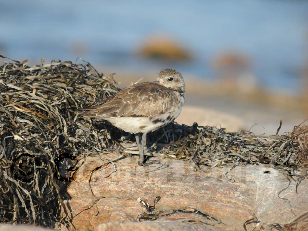 BBPL-AE_Black-bellied-Plover
