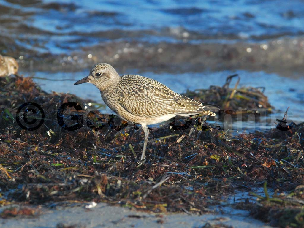BBPL-AF_Black-bellied-Plover