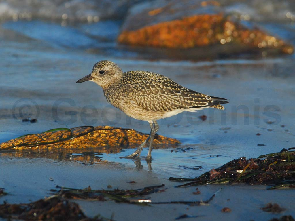 BBPL-AG_Black-bellied-Plover