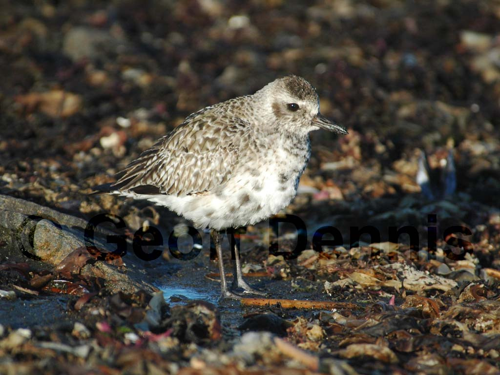 BBPL-AH_Black-bellied-Plover