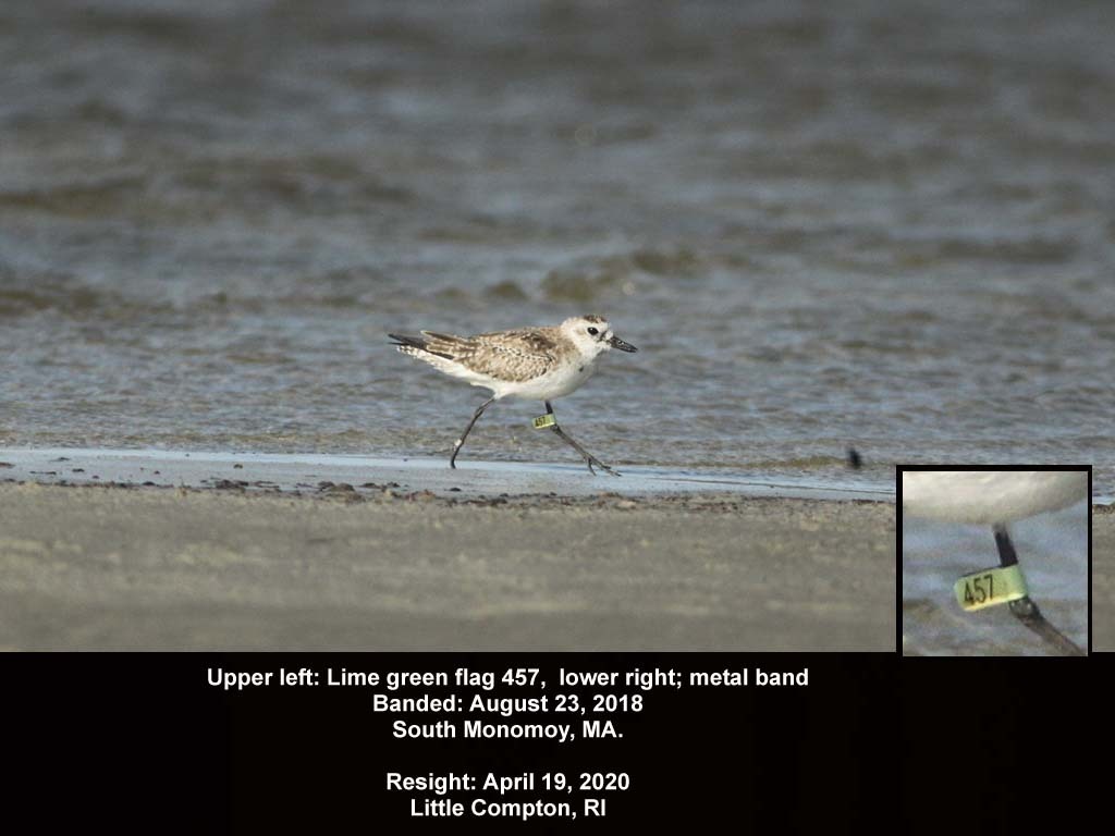 BBPL-AI_Black-bellied-Plover