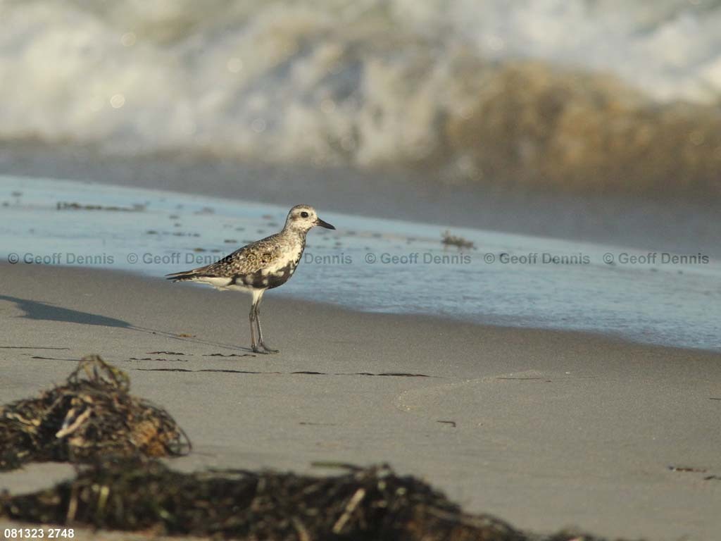 BBPL-AJ_Black-bellied-Plover