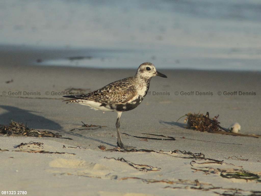 BBPL-AK_Black-bellied-Plover