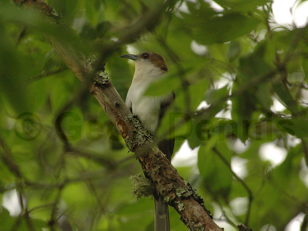 BBCU-AA_Black-billed-Cuckoo