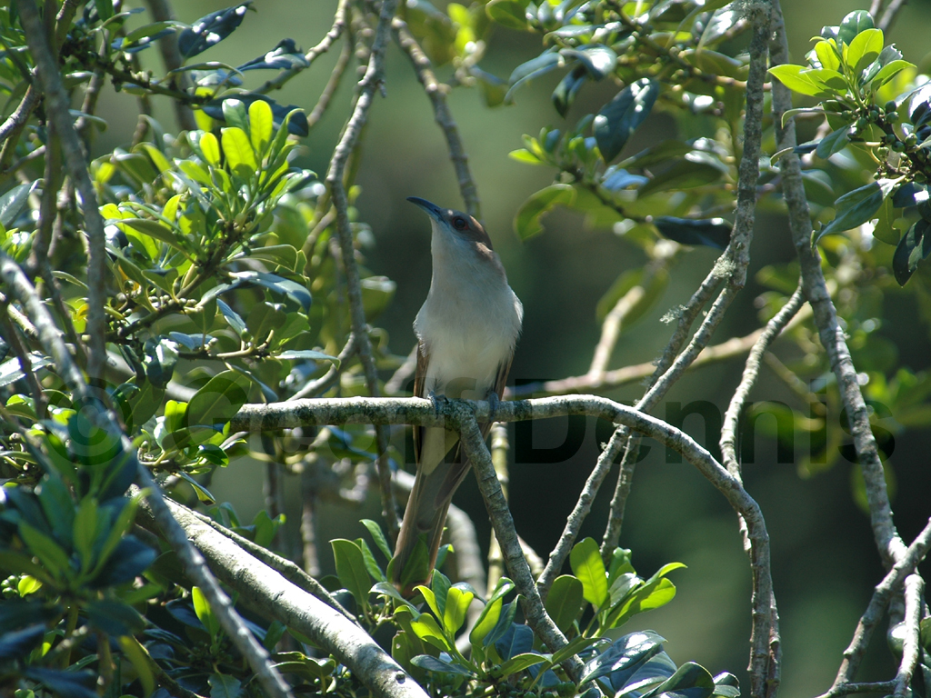 BBCU-AB_Black-billed-Cuckoo