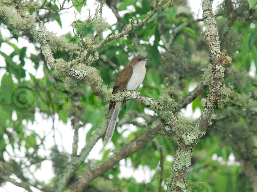 BBCU-AC_Black-billed-Cuckoo