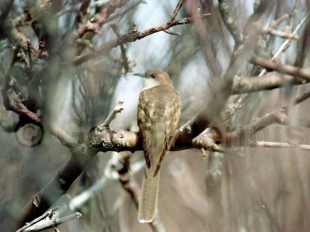 BBCU-AD_Black-billed-Cuckoo