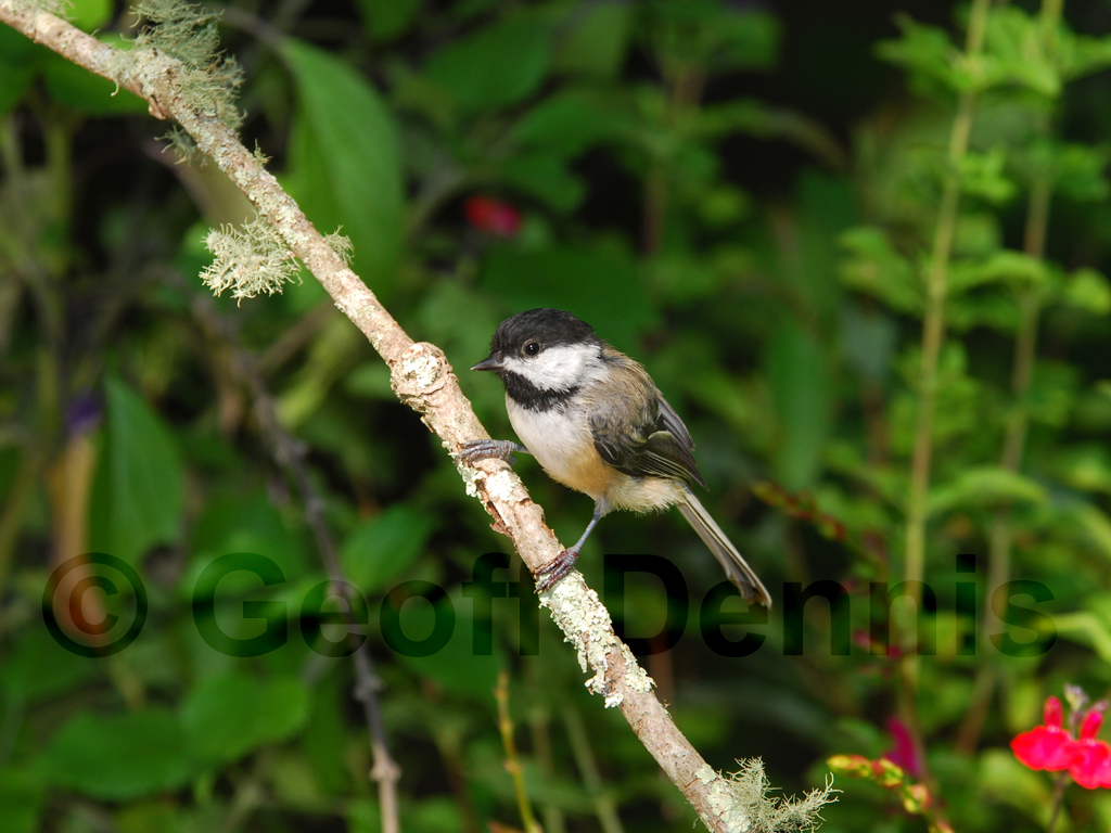 BCCH-AA_Black-capped-Chickadee