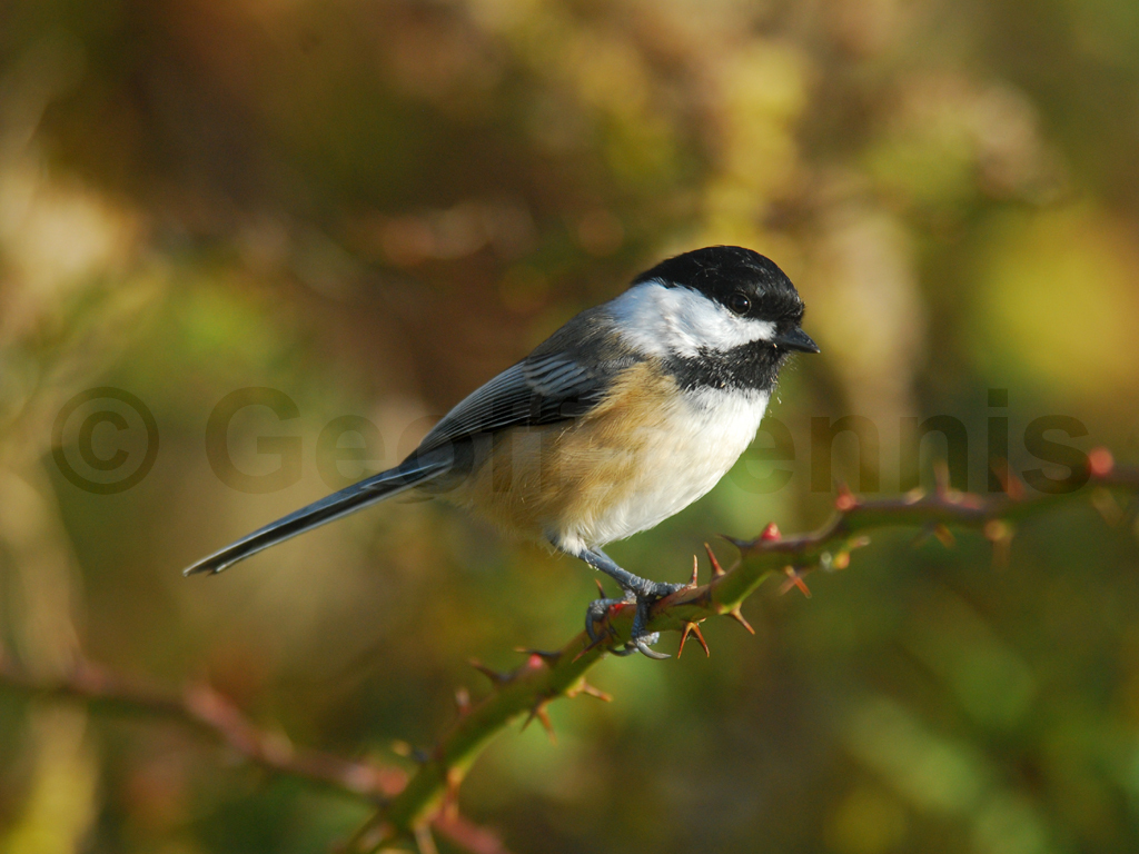 BCCH-AB_Black-capped-Chickadee
