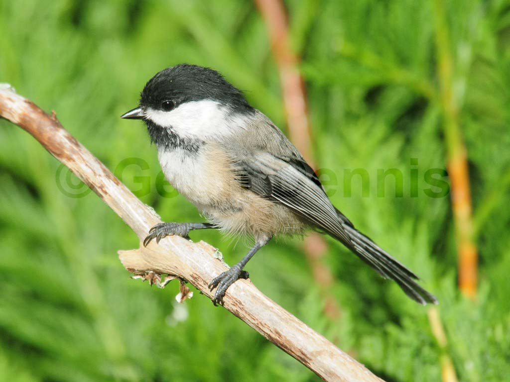 BCCH-AC_Black-capped-Chickadee