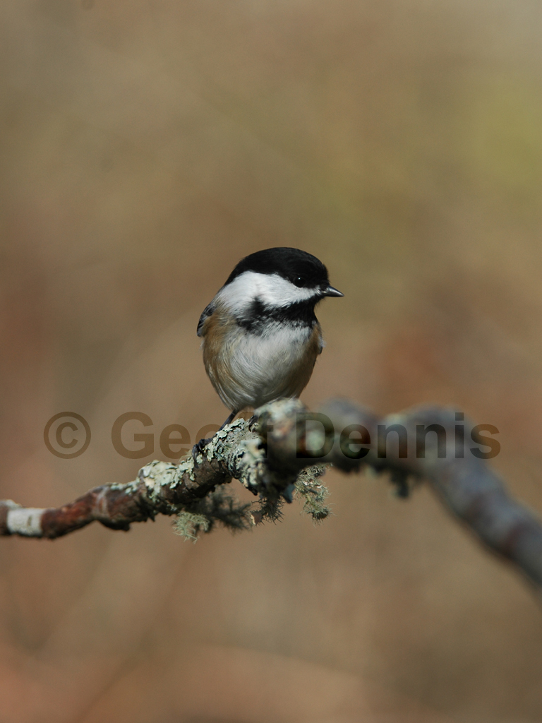BCCH-AD_Black-capped-Chickadee