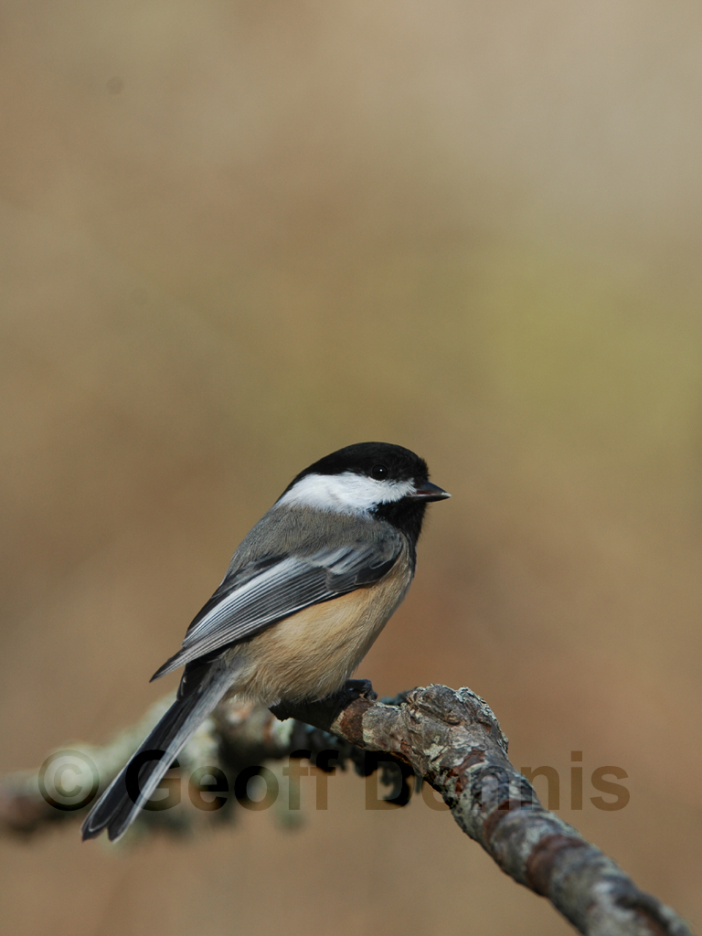 BCCH-AE_Black-capped-Chickadee