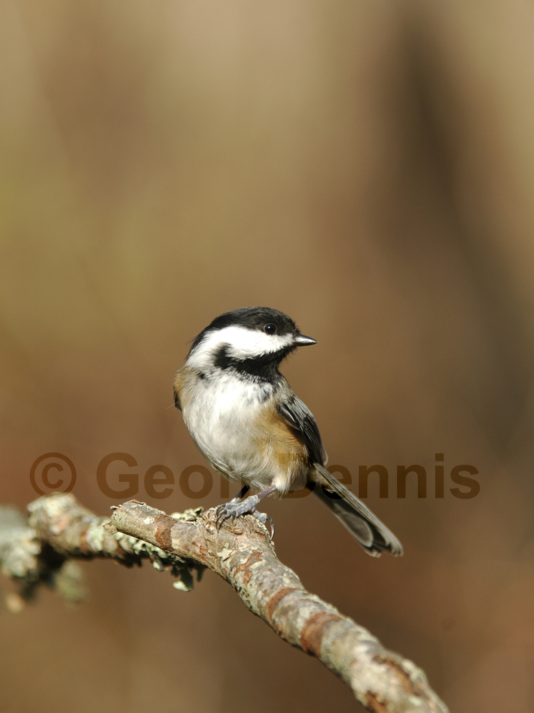 BCCH-AF_Black-capped-Chickadee
