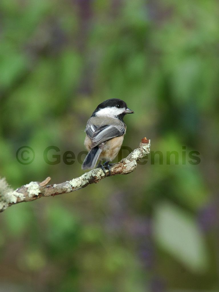 BCCH-AG_Black-capped-Chickadee