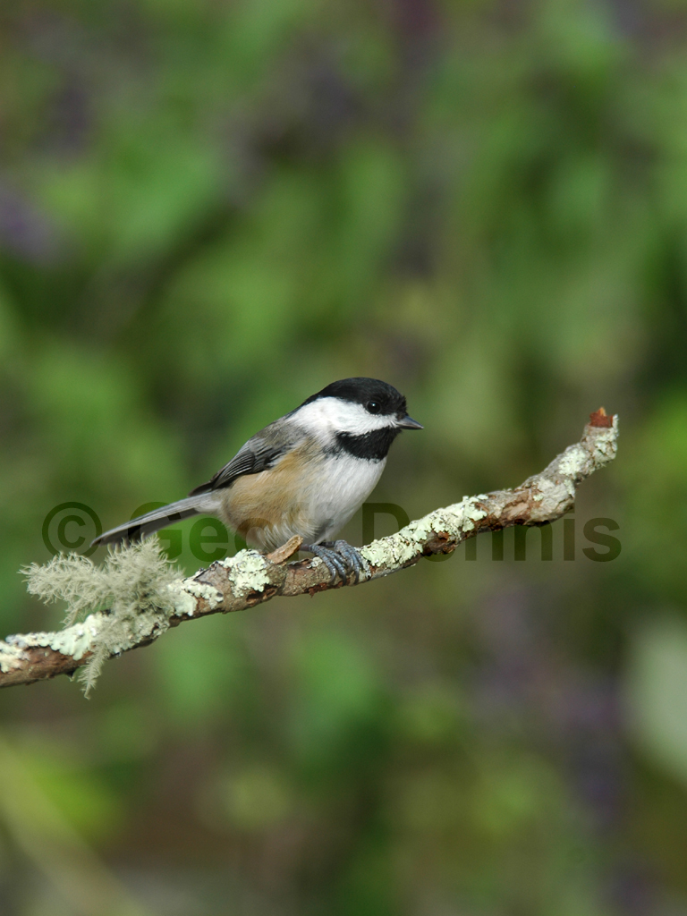 BCCH-AH_Black-capped-Chickadee