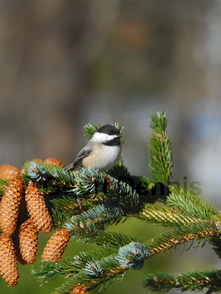 BCCH-AI_Black-capped-Chickadee