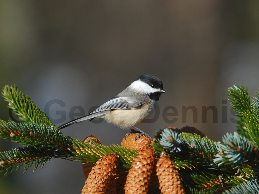 BCCH-AJ_Black-capped-Chickadee