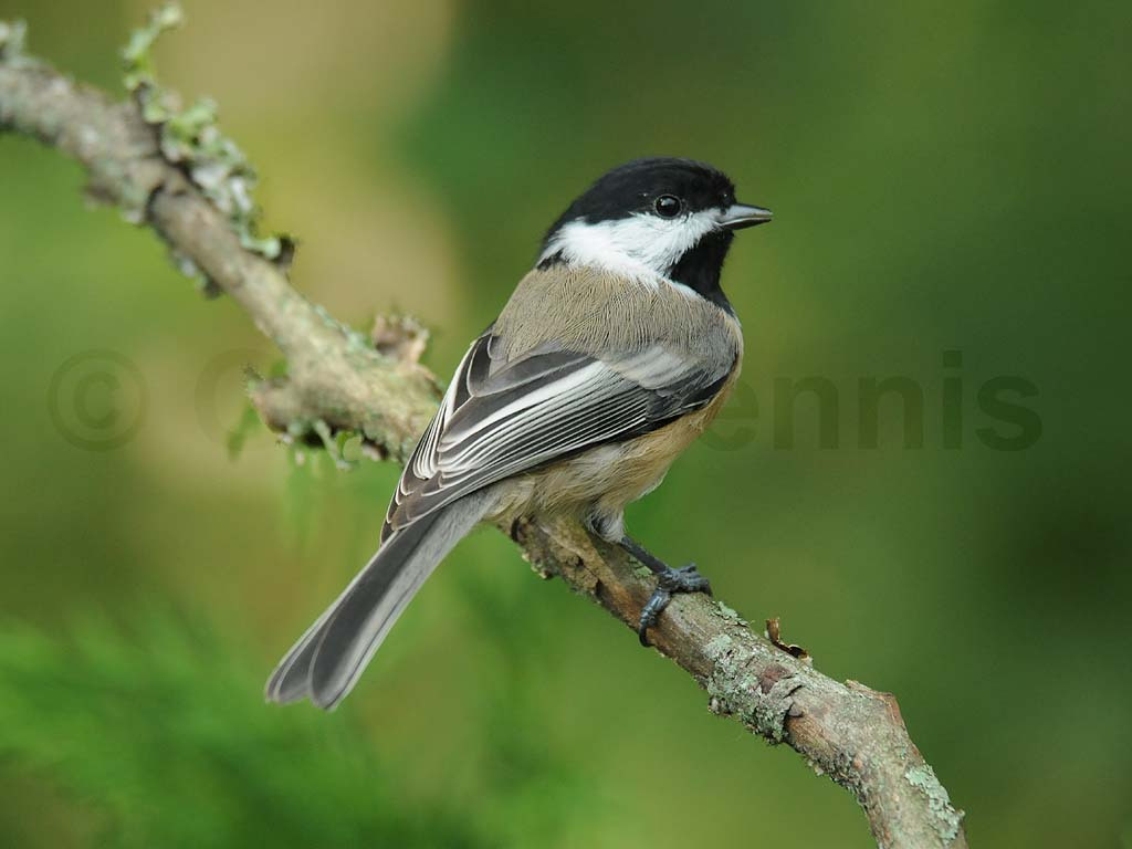 BCCH-AK_Black-capped-Chickadee