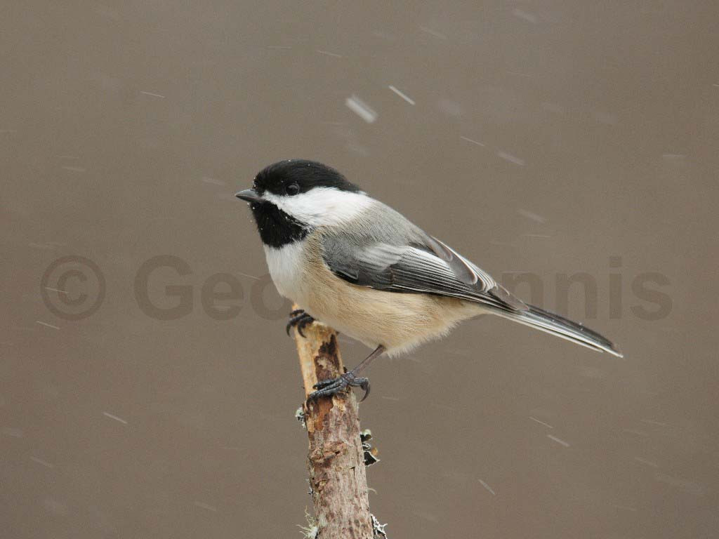 BCCH-AL_Black-capped-Chickadee