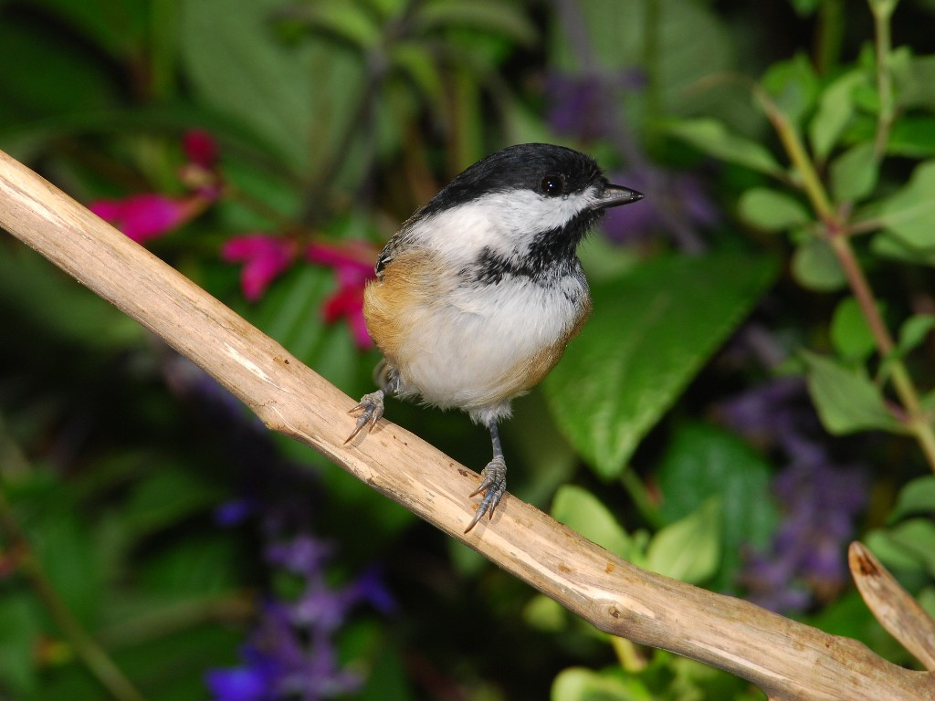 BCCH-AM_Black-capped-Chickadee