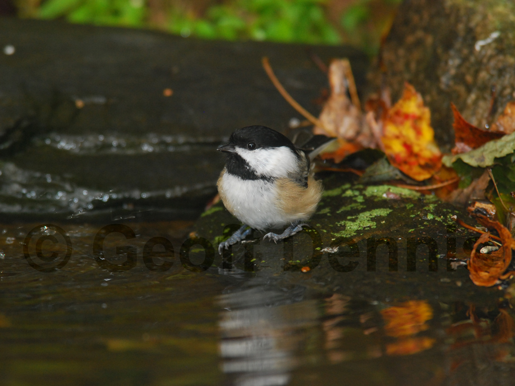 BCCH-AN_Black-capped-Chickadee