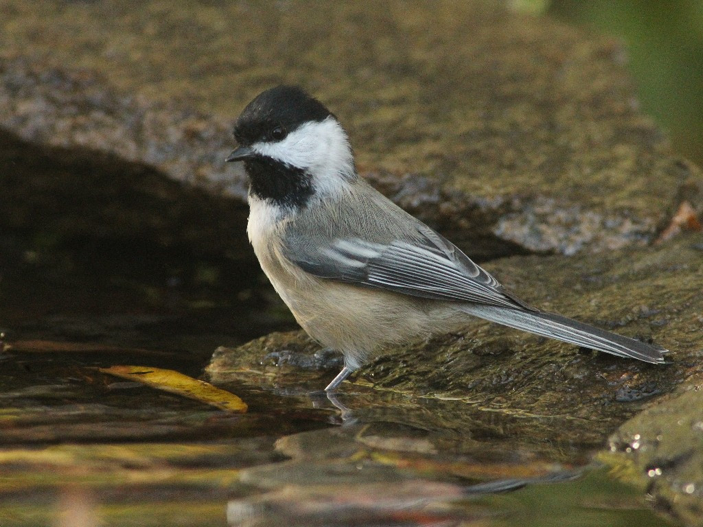 BCCH-AO_Black-capped-Chickadee