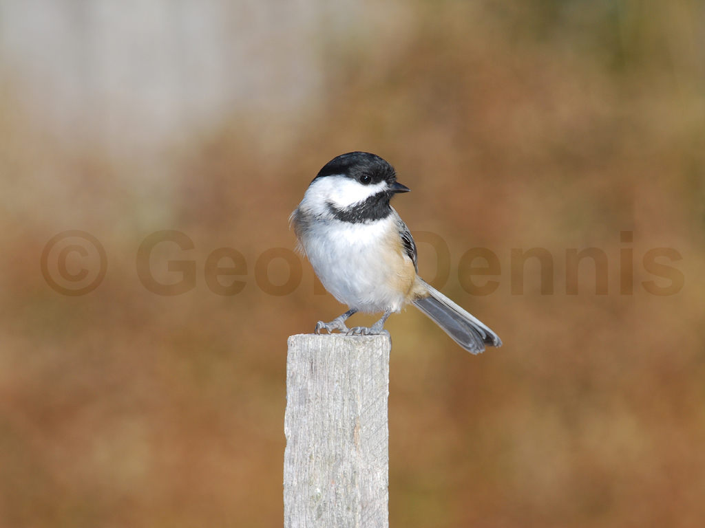 BCCH-AP_Black-capped-Chickadee