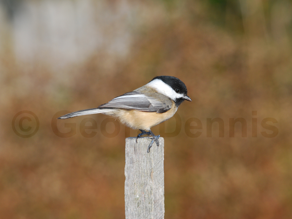 BCCH-AQ_Black-capped-Chickadee