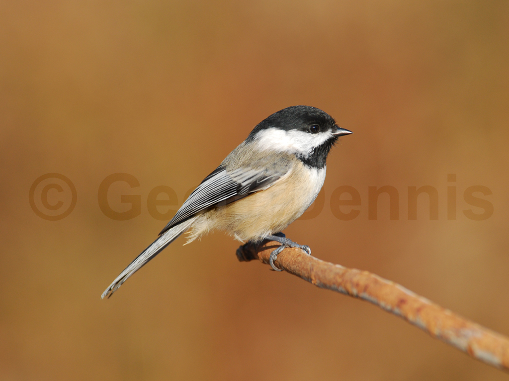 BCCH-AR_Black-capped-Chickadee