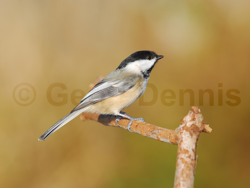 BCCH-AS_Black-capped-Chickadee