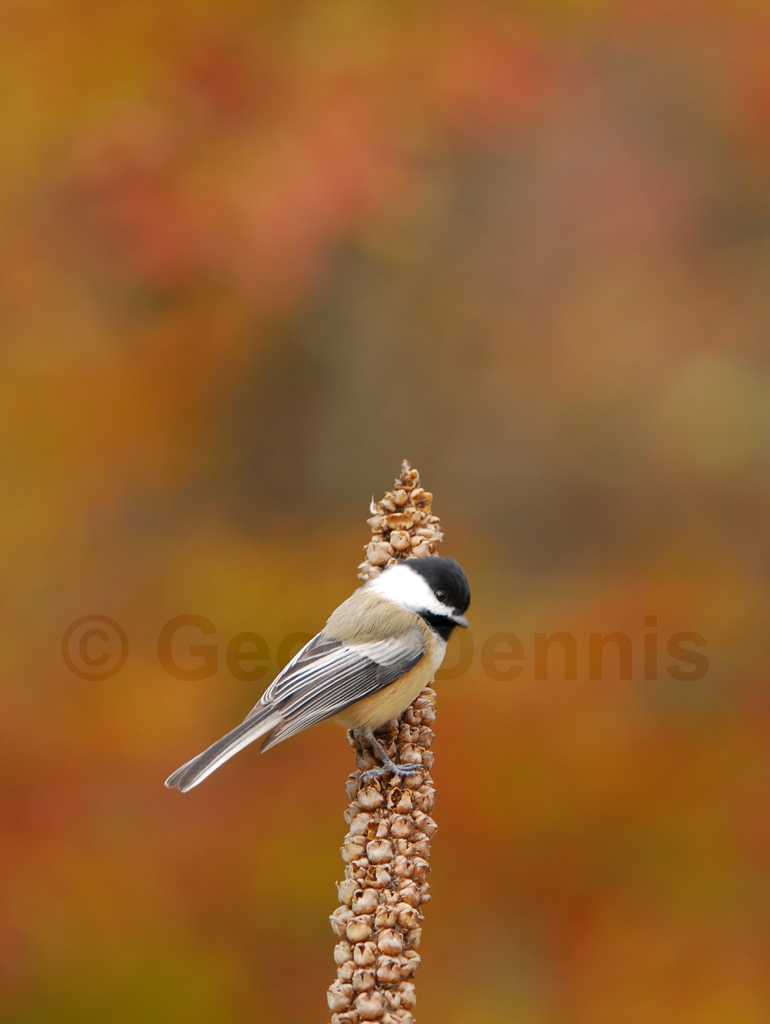 BCCH-AT_Black-capped-Chickadee