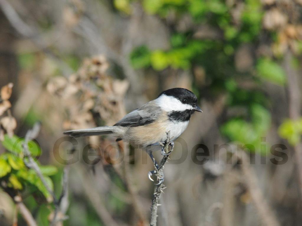 BCCH-AU_Black-capped-Chickadee