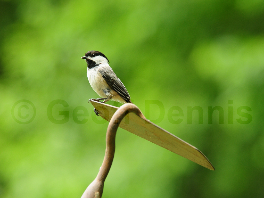 BCCH-AV_Black-capped-Chickadee
