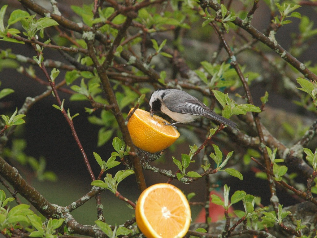 BCCH-AW_Black-capped-Chickadee
