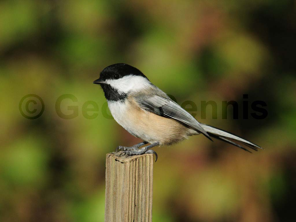 BCCH-AX_Black-capped-Chickadee