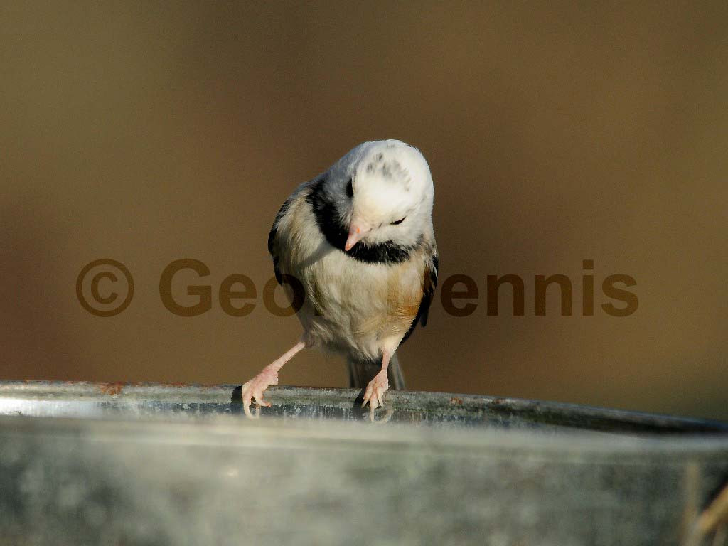 BCCH-AY_Black-capped-Chickadee