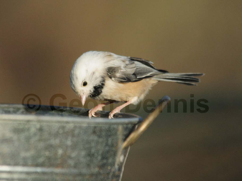 BCCH-AZ_Black-capped-Chickadee